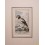 KING OF THE VULTYRES ANTIQUE BIRD PRINT GOLDSMITH 1816 