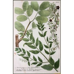 Johan Weinmann, Rhamnus Primus, Old Botanical print 1740 