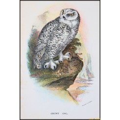 Snowy Owl,Antique print,Birds in Nature of Great Britain,by Lloyd 1896.