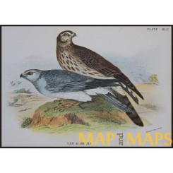 Hen Harrier, Antique print, Birds in Nature of Great Britain, by Lloyd 1896.