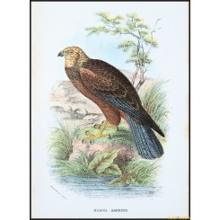 March Harrier, Antique print, Birds in Nature of Great Britain, by Lloyd 1896.