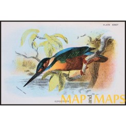 Kingfisher, Antique print, Birds in Nature of Great Britain, by Lloyd 1896.