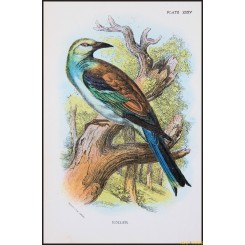 Roller, Antique print, Birds in Nature of Great Britain, by Lloyd 1896.