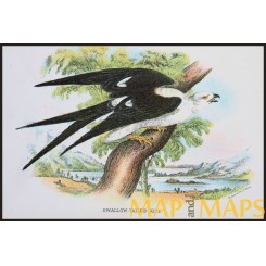 Swallow-Tailed, Antique print, Birds in Nature of Great Britain, by Lloyd 1896
