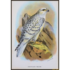 Greenland Falcon, Antique print, Birds in Nature of Great Britain, Lloyd 1896