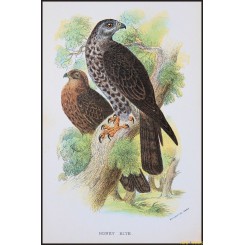 Honey Kite, Antique print, Birds in Nature of Great Britain, Lloyd 1896
