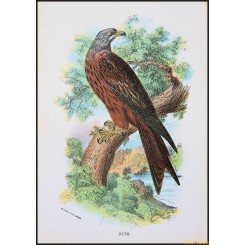 Kite, Birds of Great Britain, by Bowdler Sharpe 1896.