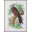 Kite, Antique print, Birds in Nature of Great Britain, Lloyd 1896