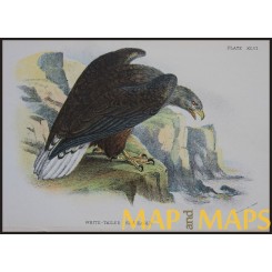 Sea Eagle, Antique print, Birds in Nature of Great Britain, Lloyd 1896