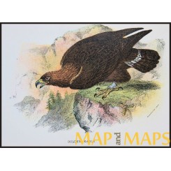 Golden Eagle, Antique print, Birds in Nature of Great Britain, by Lloyd 1896.