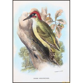 Green Woodpecker,Antique print,Birds in Nature of Great Britain,by Lloyd 1896.