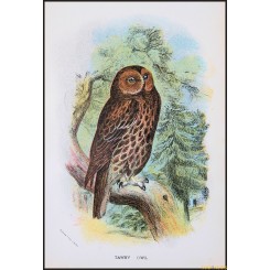 Tawny Owl, Birds of Great Britain, Bowdler Sharpe 1896