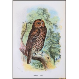 Tawny Owl,Antique print,Birds in Nature of Great Britain,by Lloyd 1896.