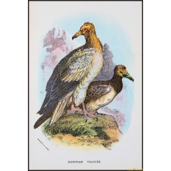 Egyptian Vulture, Antique print, Birds in Nature of Great Britain, Lloyd 1896