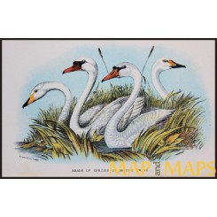 British Swans, Antique print, Birds in Nature of Great Britain, Lloyd 1896