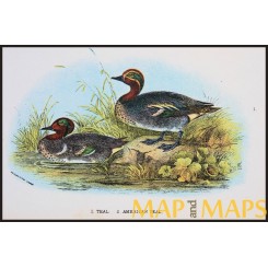 American Teal, Antique print, Birds in Nature of Great Britain, Lloyd 1896