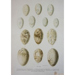 BIRDS EGG PRINT-SALA BASSANA-OLD PRINT-NATURAL HISTORY OF BIRDS-NAUMANN 1897