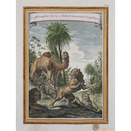 AFRICA LION CAMEL antique print v. Schey 1750