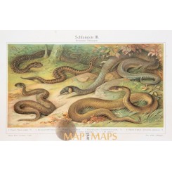 Snakes Old Antique reptile Print. 1905