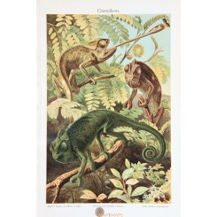 Chameleon Old Antique Print of the Chamaeleonidae family. 1905