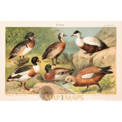Ducks Old Antique Print of the Anatidae family. 1905