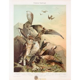 German Falcons Buzzards Hawks, Antique Old print 1905