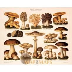 Mushrooms, Antique Nature Print of Fungus. 1905