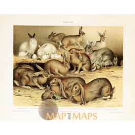 Rabbits Antique Nature Prints of the Leporidae family. 1905