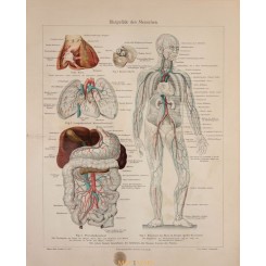 Human blood vessels, antique print Anatomy 