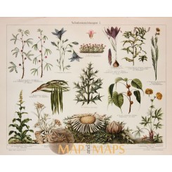 Plant Protection Antique Botanical Print. 1905