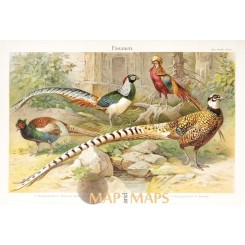 Pheasants, Antique Old Bird Print 1905