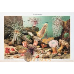 Sea anemones Vintage antique prints of the Actiniaria 1905