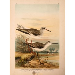 Totanus totanus, Redshank bird print Naumann 1897