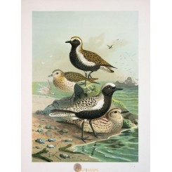 Charadrius, birds, antique Bird Print Naumann 1897
