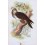 Common Buzzard Old Bird Print Wyman & Sons 1896