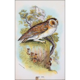 Barn Owl Old Bird Print Wyman & Sons 1896