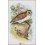 Barn Owl Old Bird Print Wyman & Sons 1896