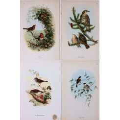 4 Singing Birds Prints. Original old vintage color prints