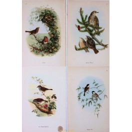 Lot of 4 Vintage Singing Bird Prints after John Gould.