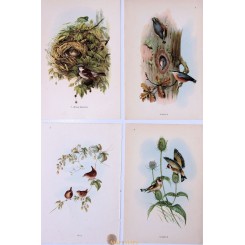 Lot of 4 Vintage Bird Garden Prints after John Gould.