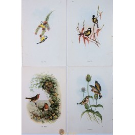 Lot of 4 Vintage Small Passerine Singing Birds Prints.