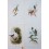 Lot of 4 Vintage Small Passerine Singing Birds Prints.