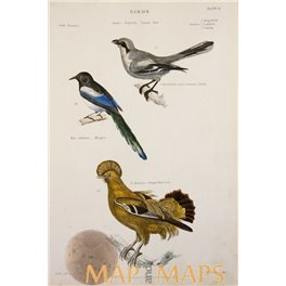 Bird print, Great grey shrike, Magpie, Orange Rock Cock 1880