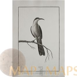 Sugarbird Promerops de la Californie Septentrionale. La Perouse 1797