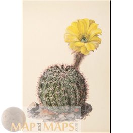Cactus Pseudolobivia Old vintage bright colored print