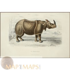 Antique print, Rhinoceros, Brockhaus encyclopedia 1882