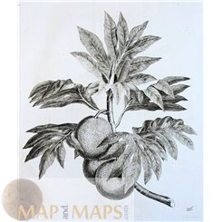 Breadfruit (Artocarpus altilis) antique engraving Tropical tree James Cook Voyages 1767
