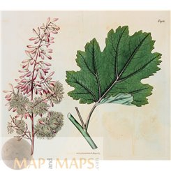 Botanical Antique Print N 1905 by Curtis/Walworth 1817