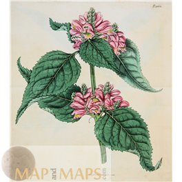 Botanical Print Plate N 1864 Floral Fashions by Curtis/Walworth 1816