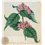 Botanical Print Plate N 1864 Floral Fashions by Curtis/Walworth 1816